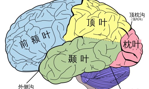 呼吸机病人撤机前护士做何准备工作-呼吸机病人撤机前护士做何准备网呼吸机撤机四个指征知识网站,分享呼吸机撤机的三个阶段大全